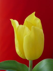 Tulpe